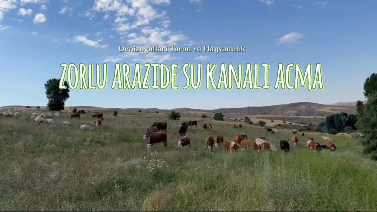 Gündüz ineklerle merada . Gece zorlu arazi şartları altında su kanalı açma çalışması .