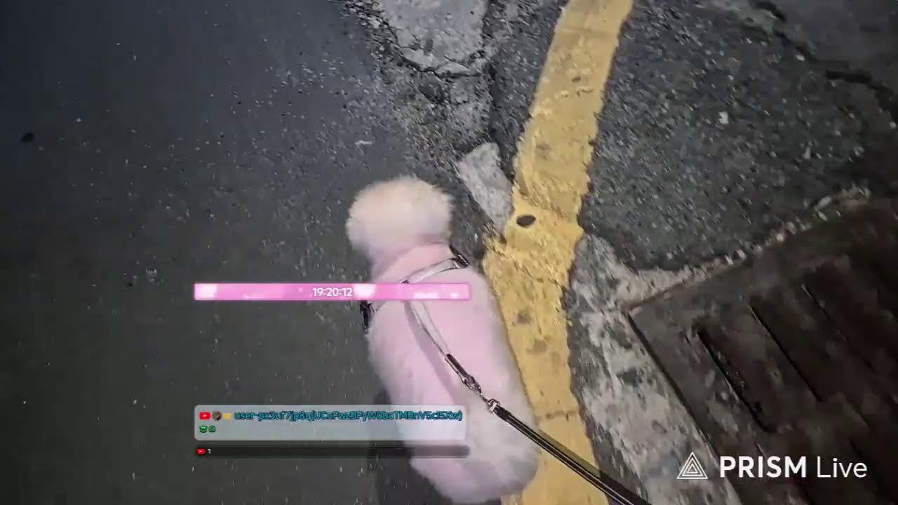 강아지 산책