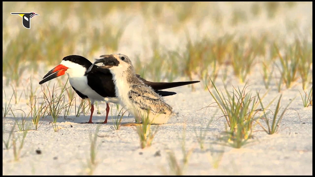 Black Skimmers
