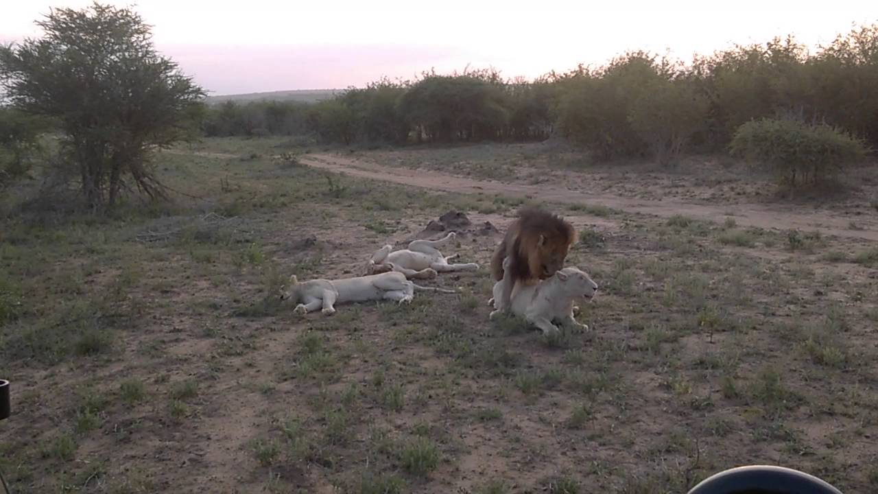 Rare footage of white lions mating