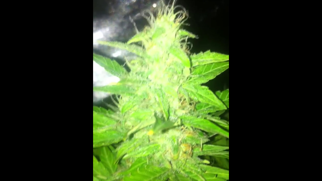 autoflowers vertigo, lowryder 2 and 1 red dwarf