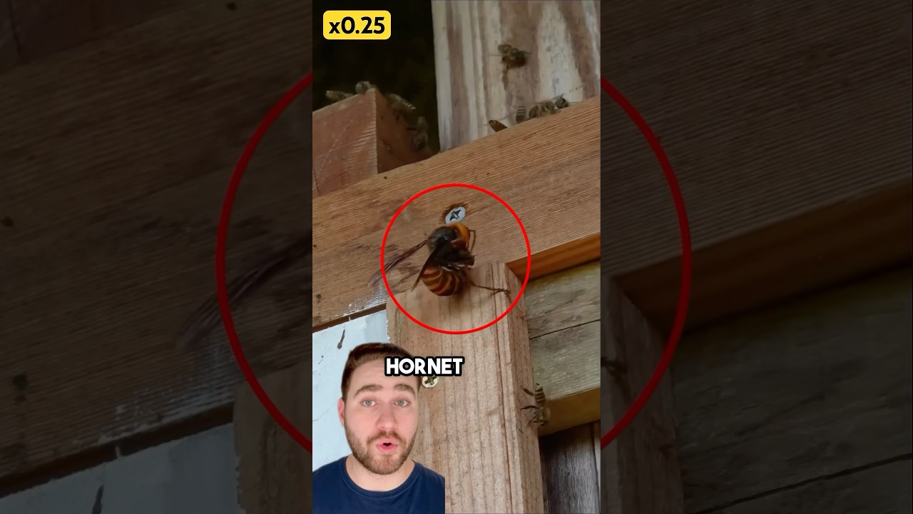 How Japanese Honeybees Take Down A Murder Hornet!
