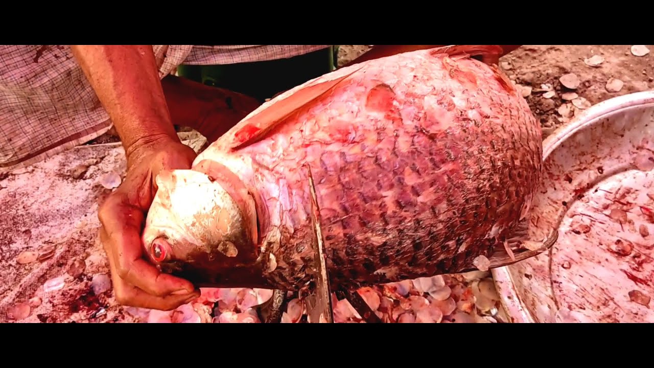 salmon fish cutting by bd fishing life