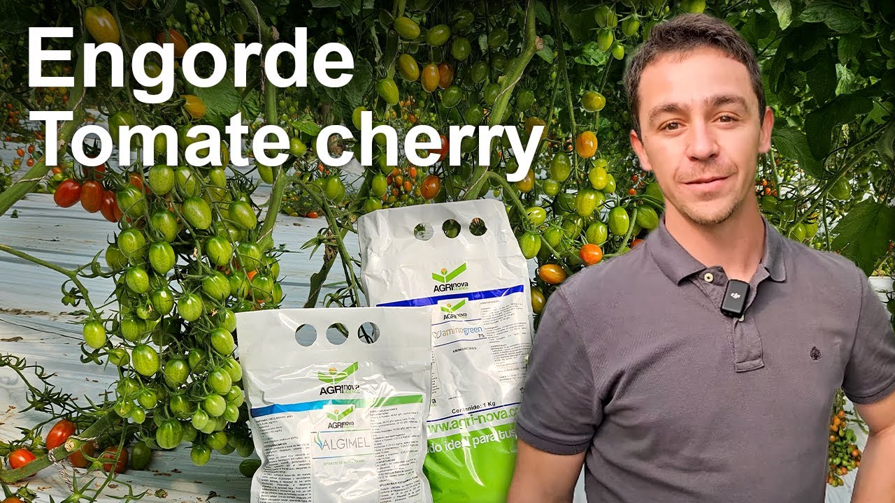 Engorde de fruto en cultivo de tomate cherry