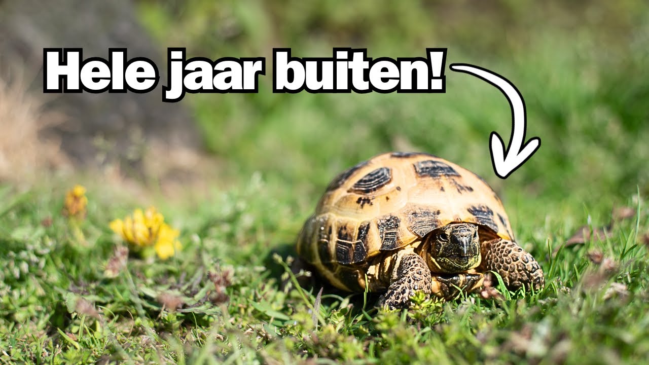 Vierteenschildpad Verzorging 2025 | Huisvesting, Voeding, Winterslaap & Meer!