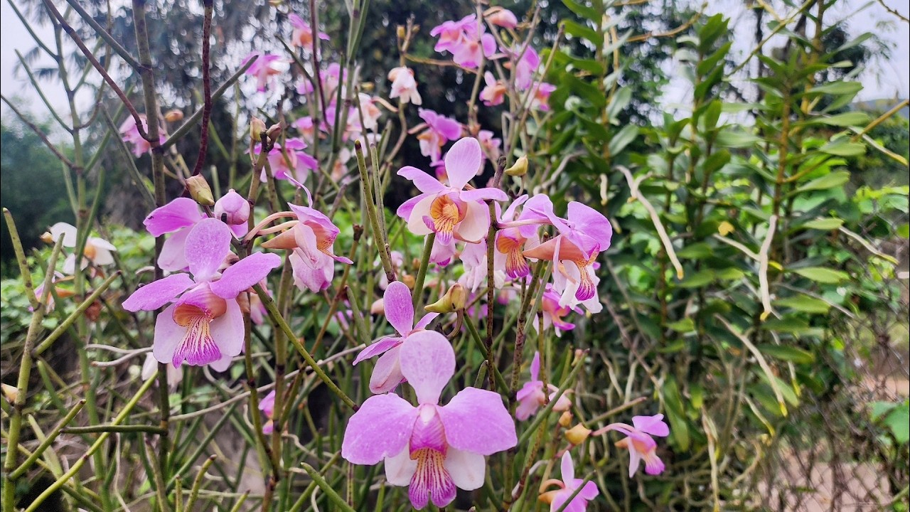 Loài lan thân lá không giống ai mà hoa đẹp mê li | hoa lan và cuộc sống