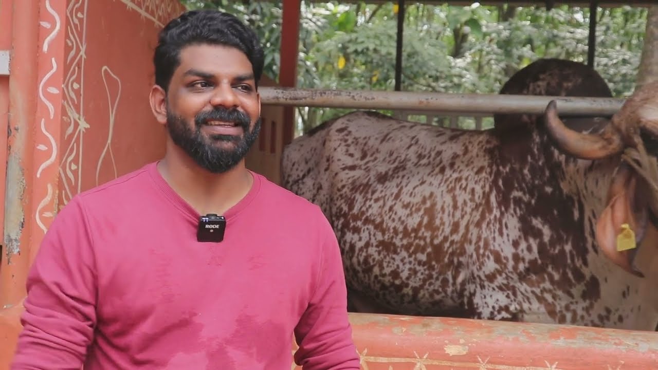 നിങ്ങൾ ഇതുവരെ കാണാത്ത അപൂർവ ഇനം പശുക്കൾ|rare breed cows in kerala|pure girfarm part2|agritechfarming