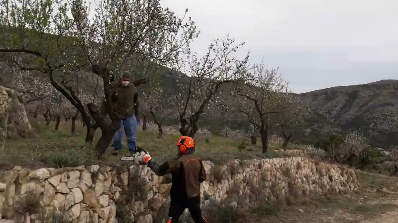 PODA OLIVO JAEN ALCAUDETE VIDEO 35
