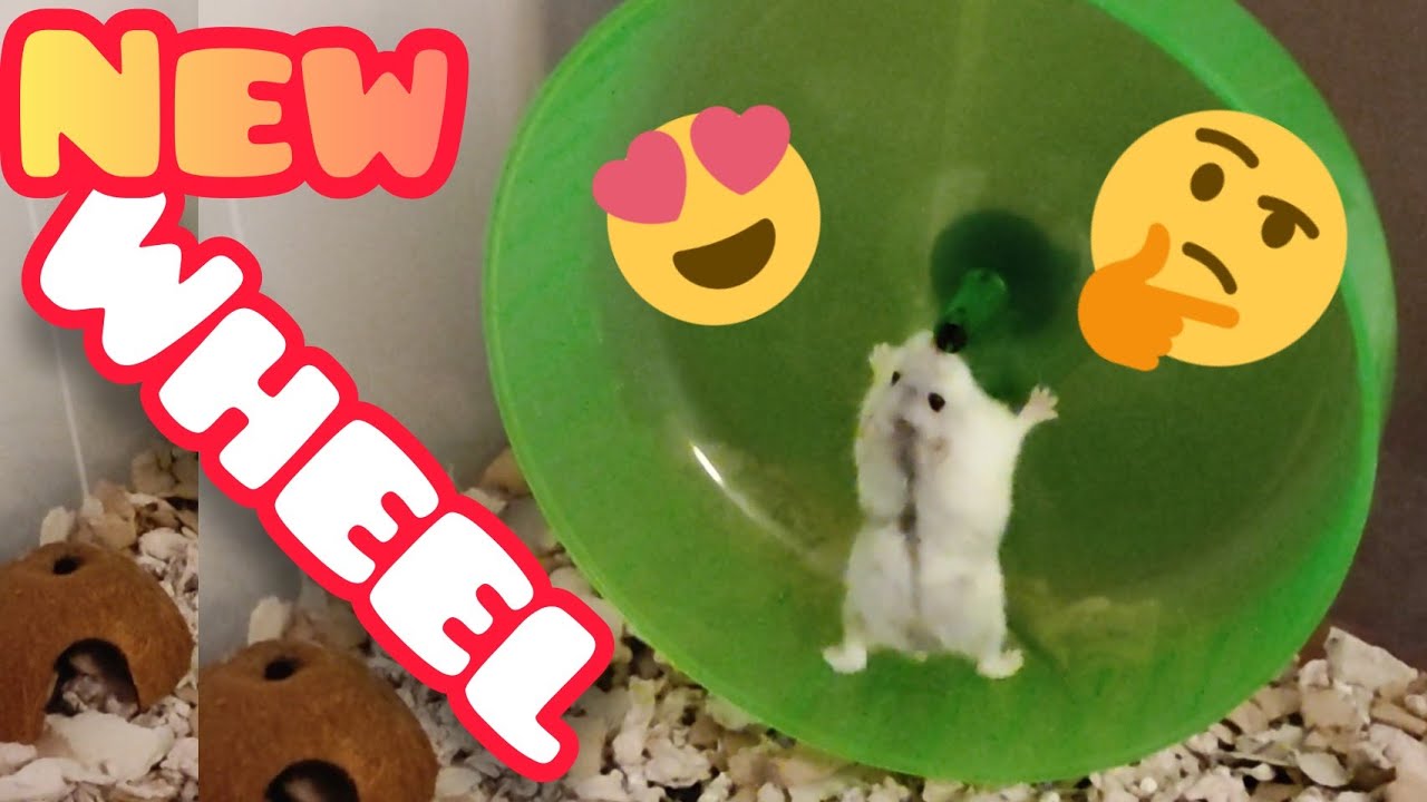 Hamster Wheel Unbox