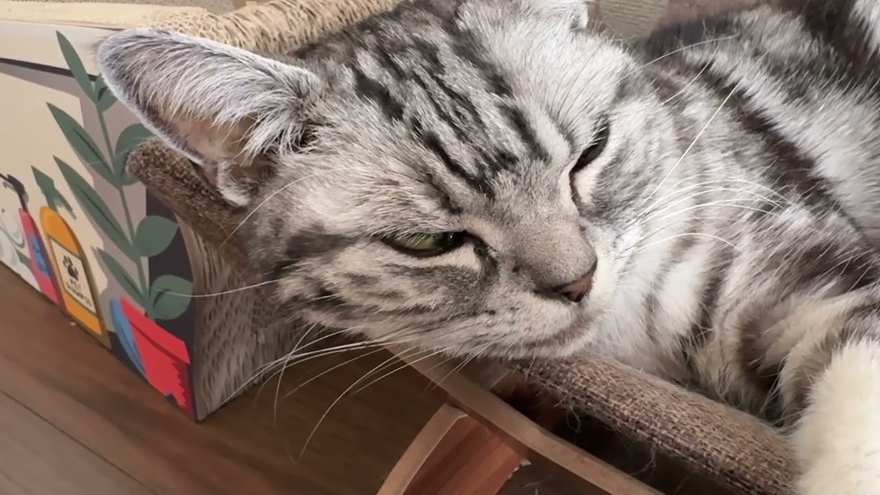 【心の休憩用猫】ゴロゴロいう猫さんだよになっている猫のクレアさん