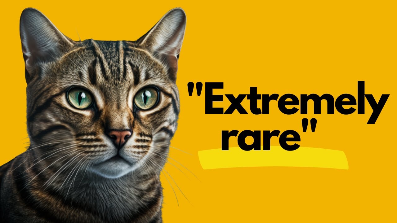 7 Surprising Facts About Male Cats You (Probably) Didn't Know