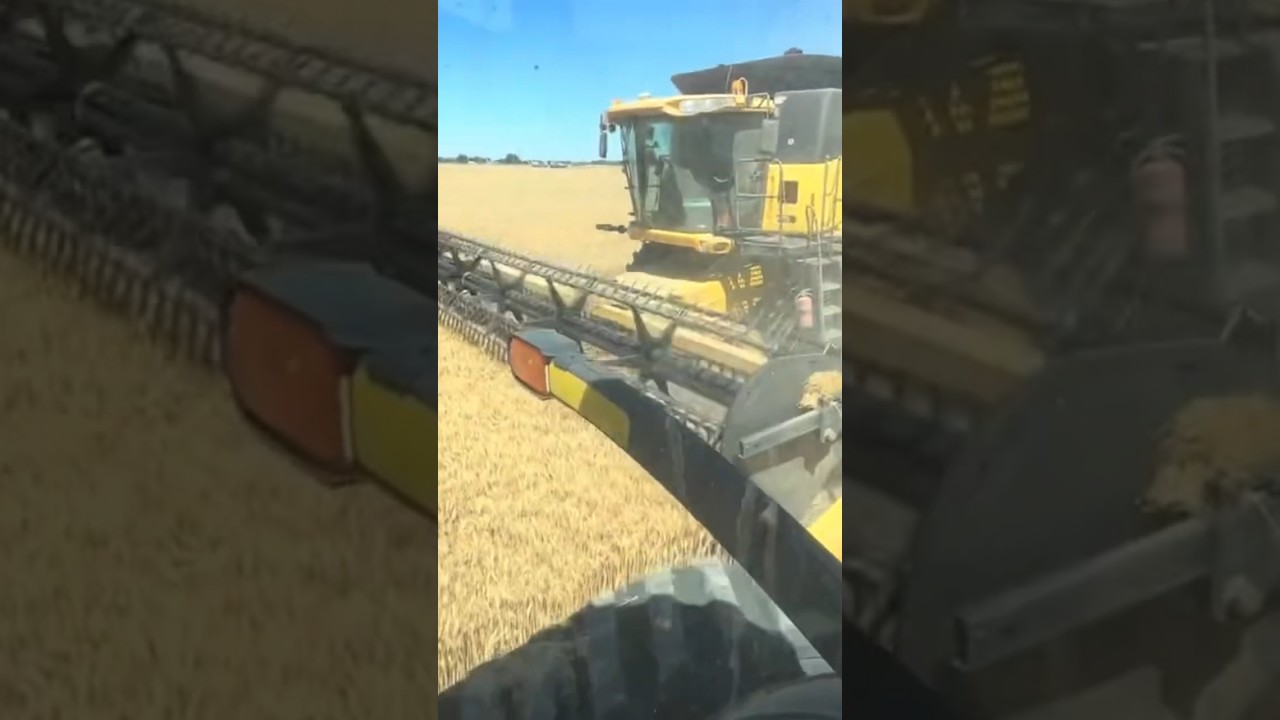 Unloading the combine #farming #agriculture #grain #combine #shorts