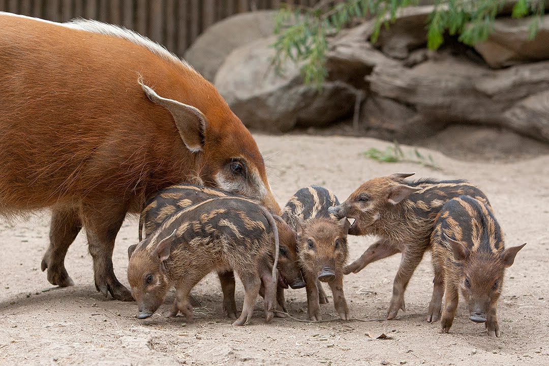 Playful Red River Hog Babies