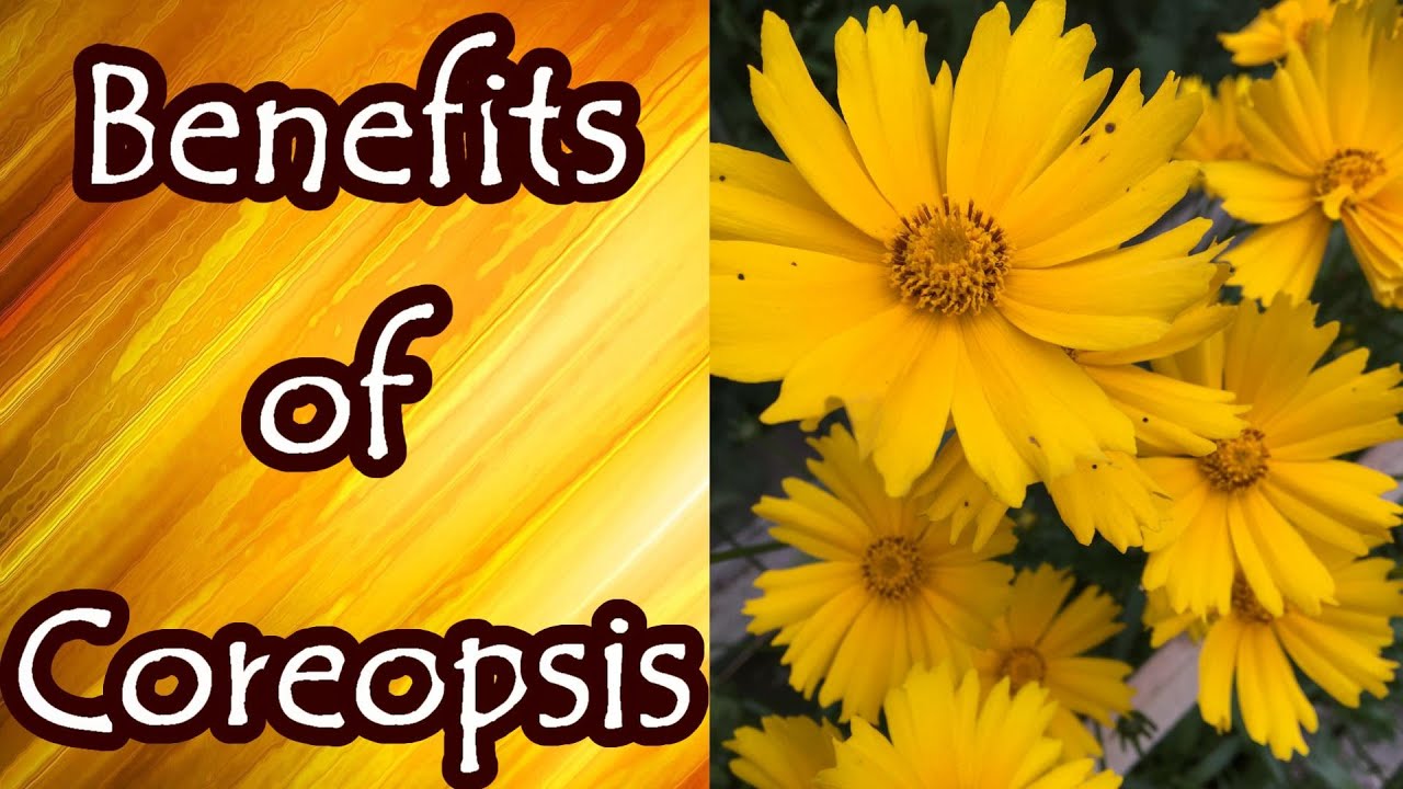 Benefits of Coreopsis