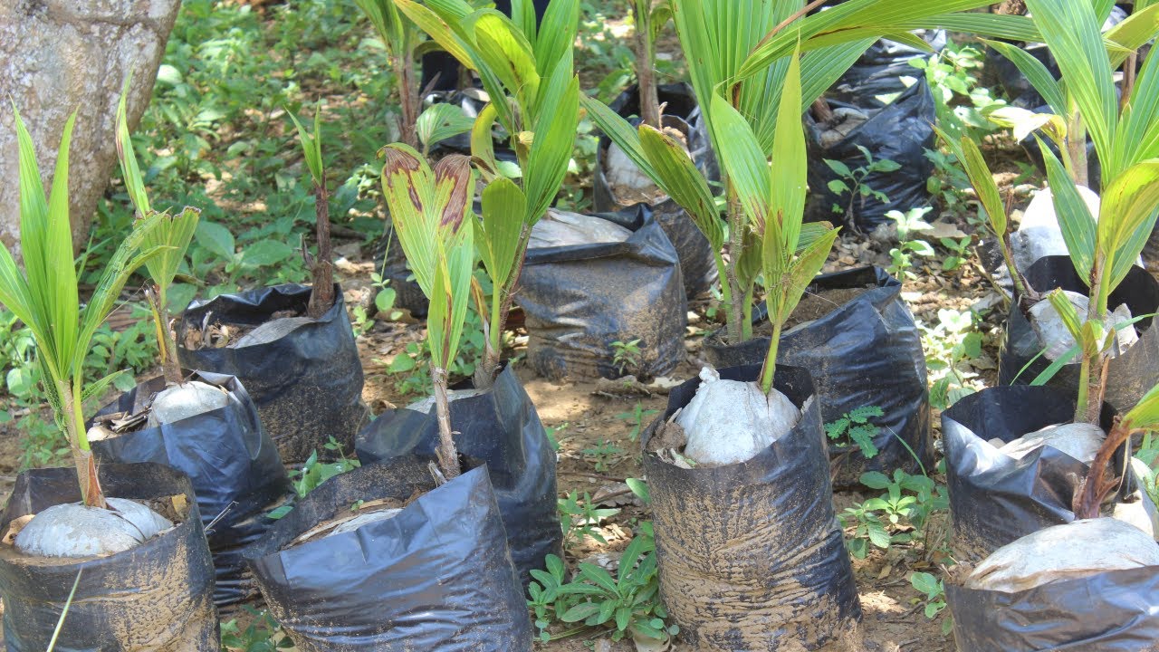 Cómo Hacer un Semillero de Coco