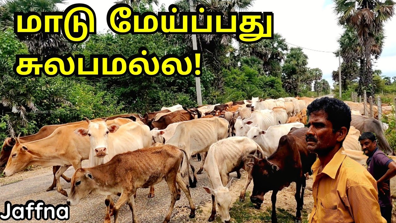 உடுப்பிட்டி பட்டி மாடுகளின் மேய்ச்சல்! Grazing Cows | Udupiddy | Jaffna | யாழ்ப்பாணம்