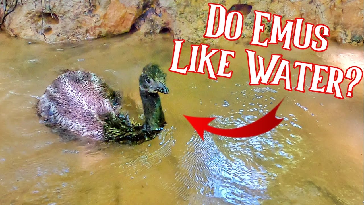 This EMU Just Turned Into A SUBMARINE! [Raising an Emu]