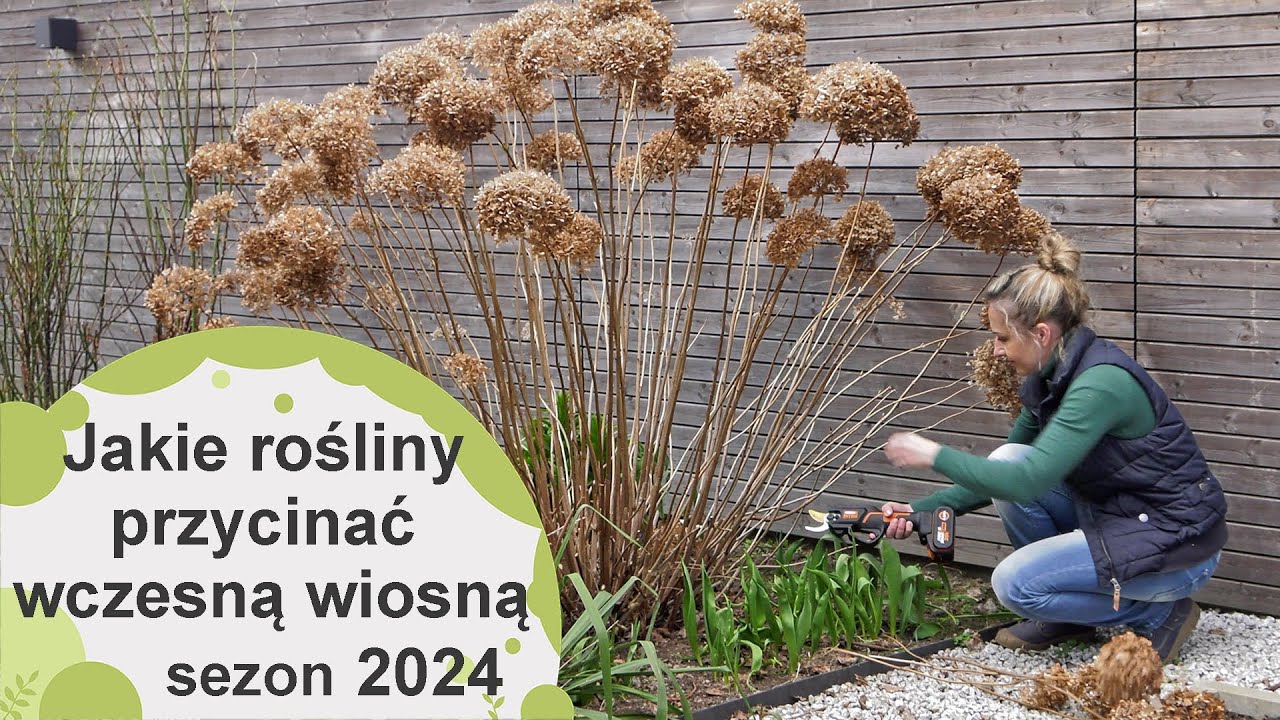 Wiosenne cięcie roślin. Jakie rośliny należy przyciąć wczesną wiosną? Sezon 2024