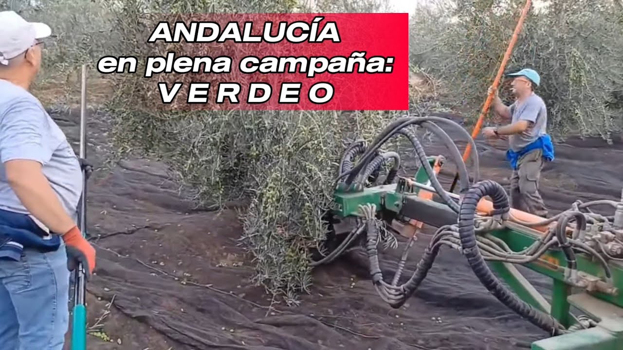 🫒 🚜 Cuadrilla de ACEITUNEROS en ACCI&Oacute;N| As&iacute; se recoge la aceituna VERDEO en el campo andaluz