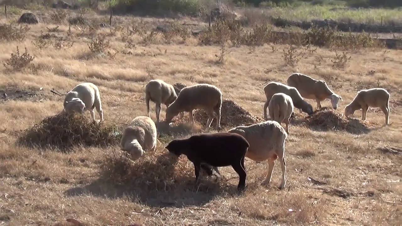 As ovelhas do Ti Mafra gostam de vinho