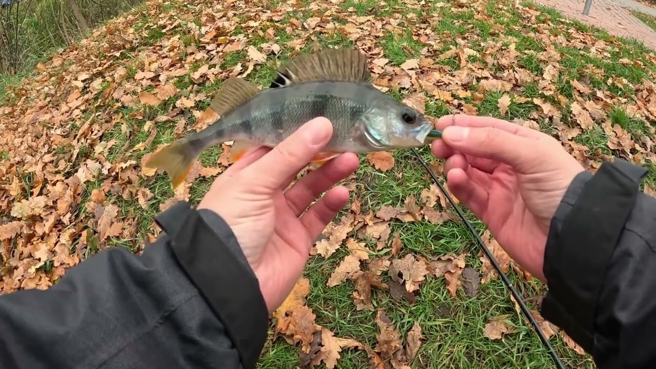 Listopadowe OKONIE z Kanału Żerańskiego #fishing #spinning #perch #okoń