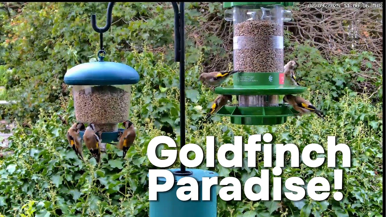 🔴Live Bird Feeder Cam  UK | Who's Visiting Our Feeder Today? #birdfeederlive #birdfeeding #birds