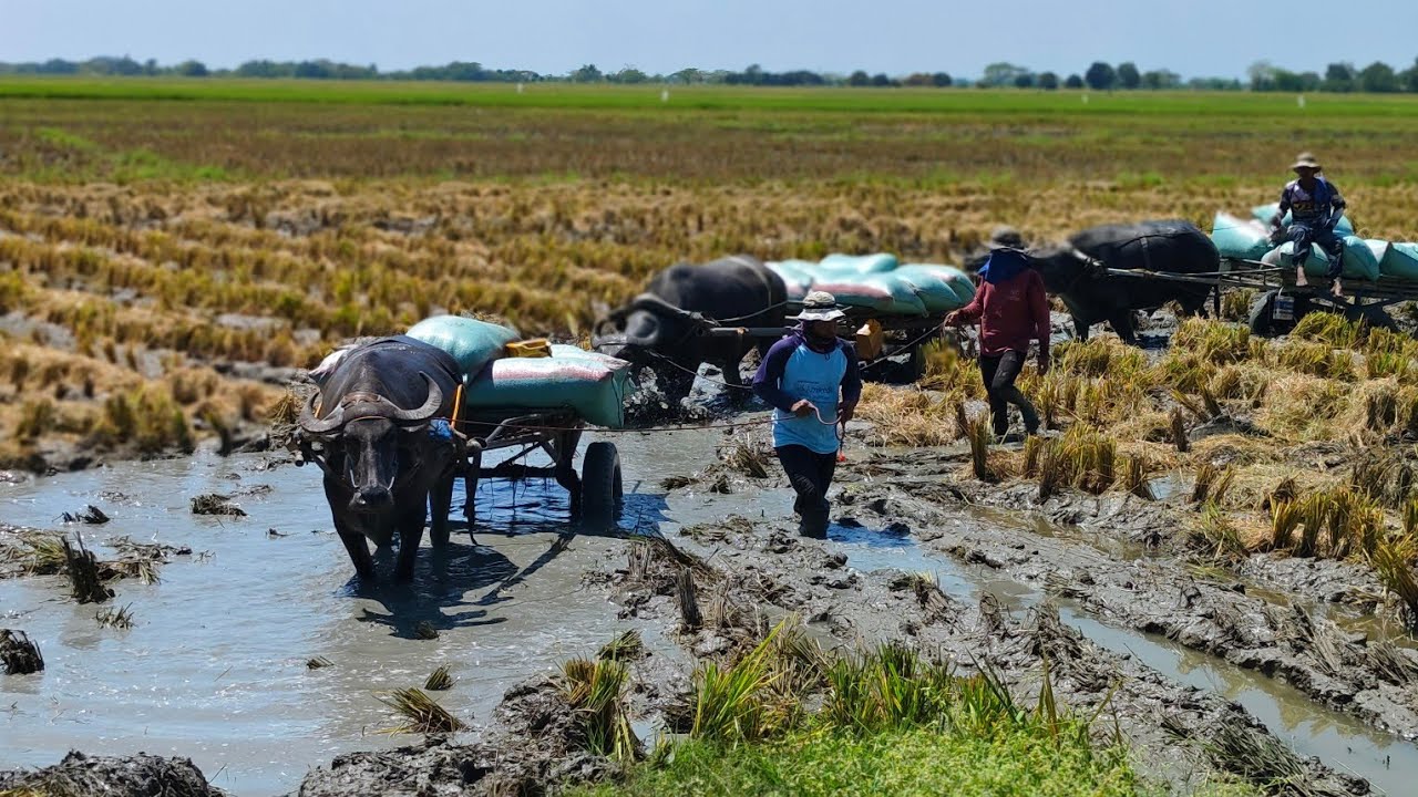 Team bahog tag Araw pero maputik