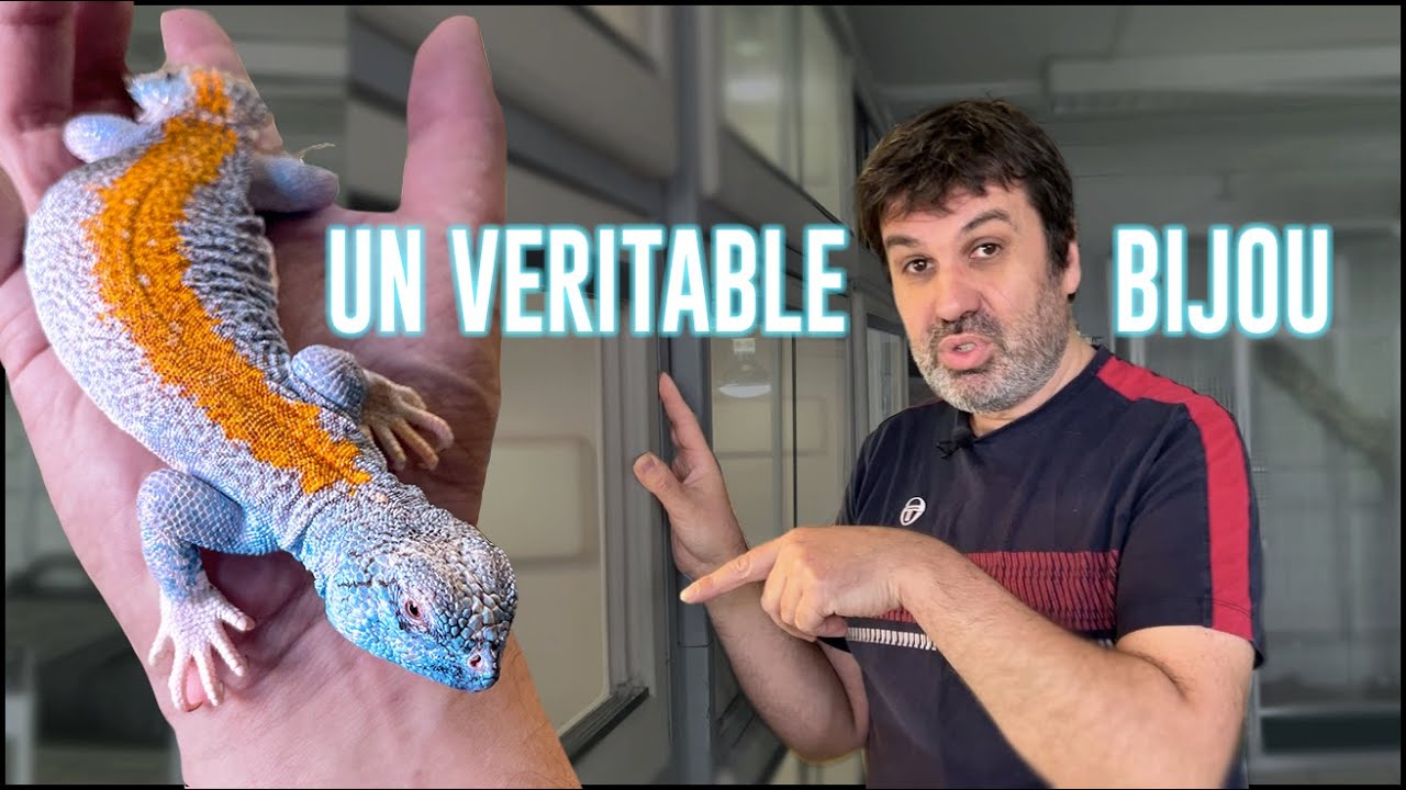 L'une des pépites de notre élevage - Découvrez Uromastyx thomasi
