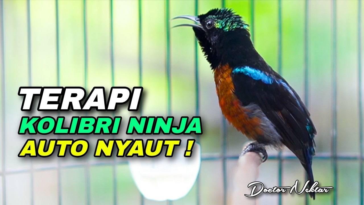 TERAPI KOLIBRI NINJA GACOR FULL ISIAN TAJAM COCOK UNTUK MATERI TEMBAKAN KONIN TROTOLAN