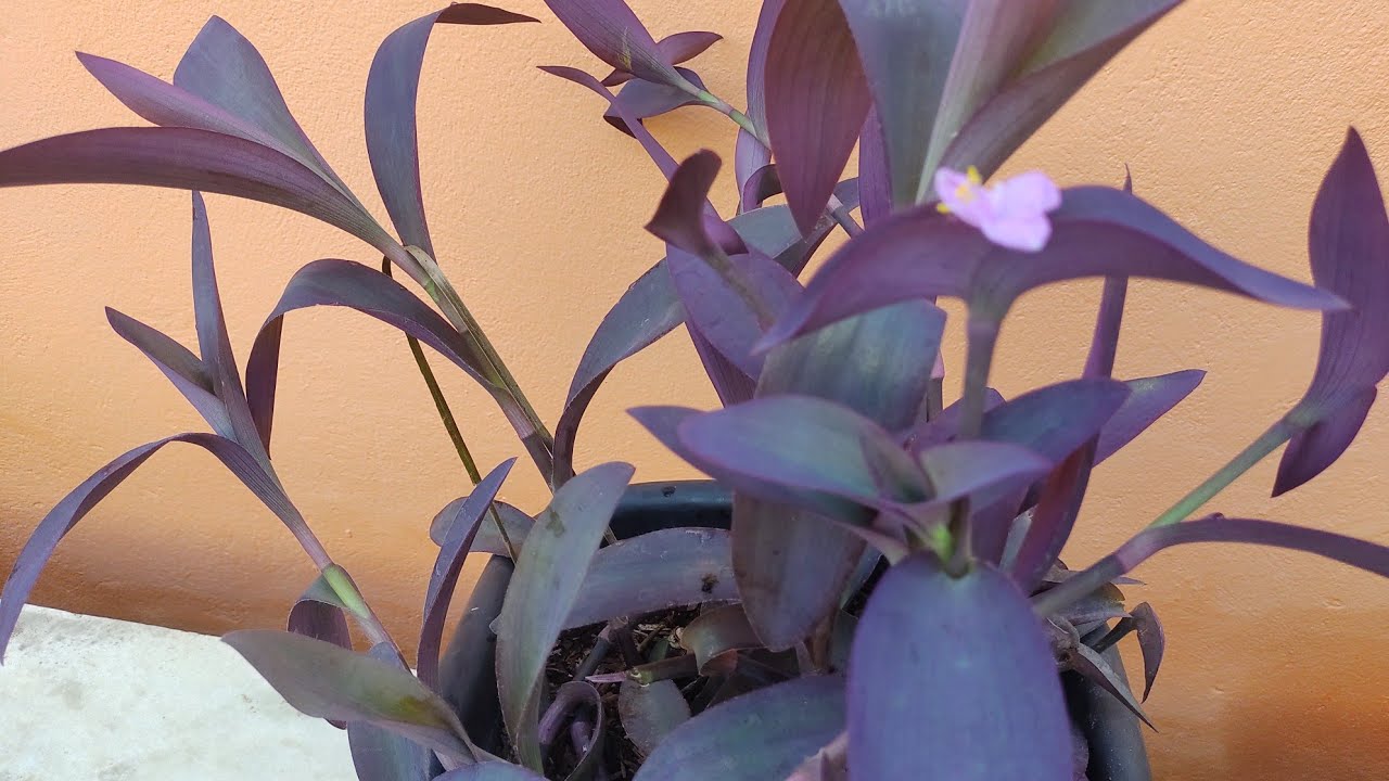 Trapoeraba roxa: Como plantar, cuidar e fazer mudas