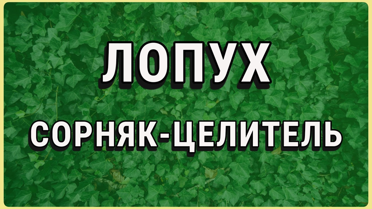 Лопух: зачем японцы едят этот корень на завтрак?