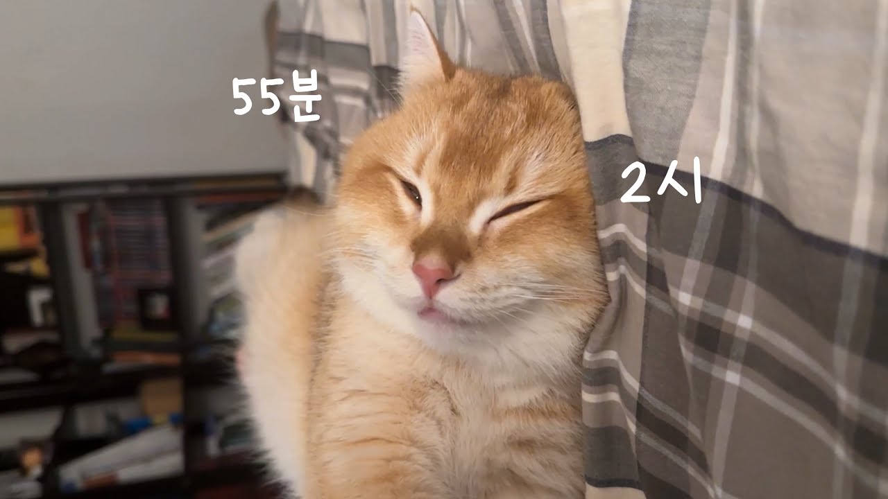 놀다 지친 고양이는 꿈 속에서도 놉니다🎵 | 대갈팡의 탄생(궁팡똥팡아님) | 임보냥 만나기 | 고양이 브이로그