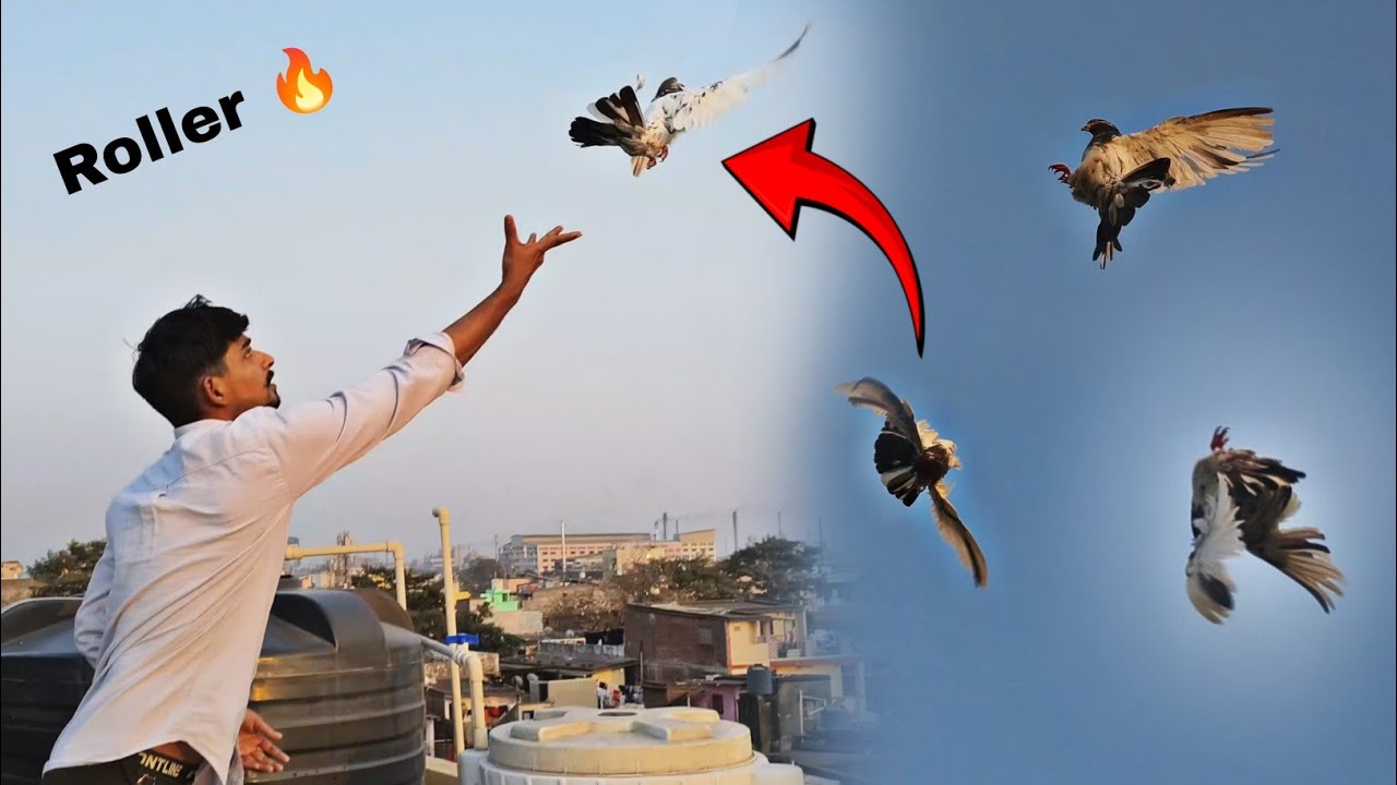 Aaj Iske KaRname Dekho 🤩 Hmare Chhat Ka Best High-flyer RoLLer 🕊️
