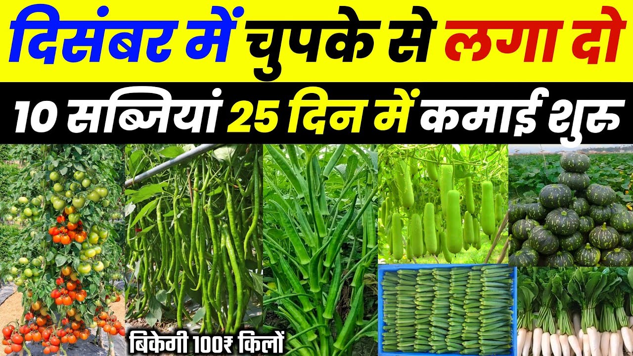 दिसंबर 2024 में कौनसी सब्ज़ी लगाएँ | December me konsi sabji lagaye🌱December me sabji ki kheti💸New