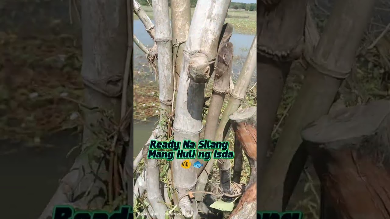 Limas ng isda sa Taew  January 26/2026