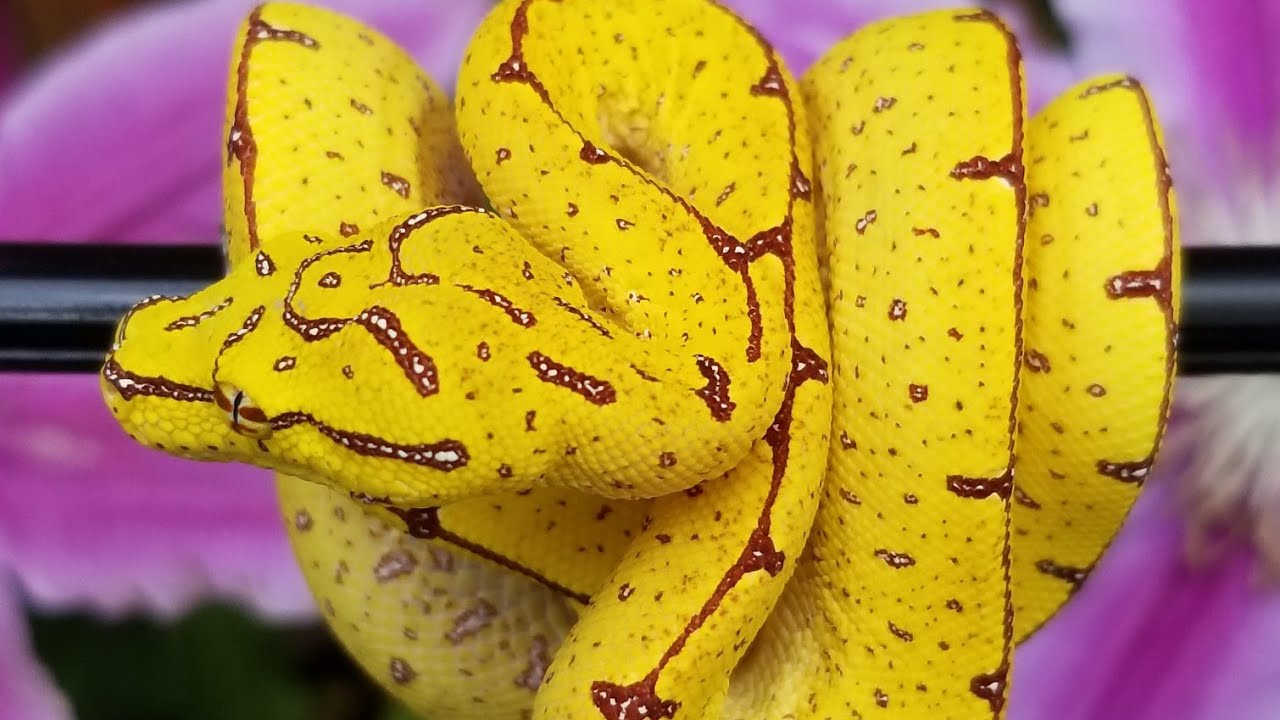 Unboxing Green Tree Python and Feeding!