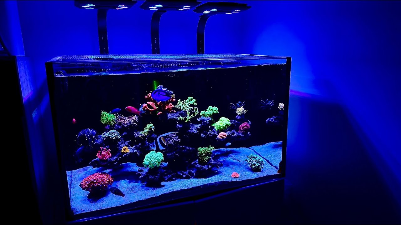 Red sea reefer 250, Maxspect mj-l165 blue, tunze wave box 6208. Mix corals reef tank.