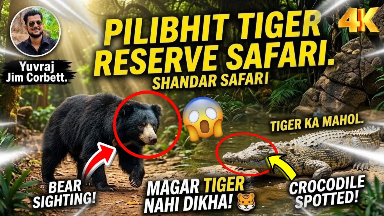 BEAR & CROCODILE SIGHTING IN PILIBHIT : Tiger Ka Mahol Tha Par Bhaloo Ne Surprise Kar Diya! 