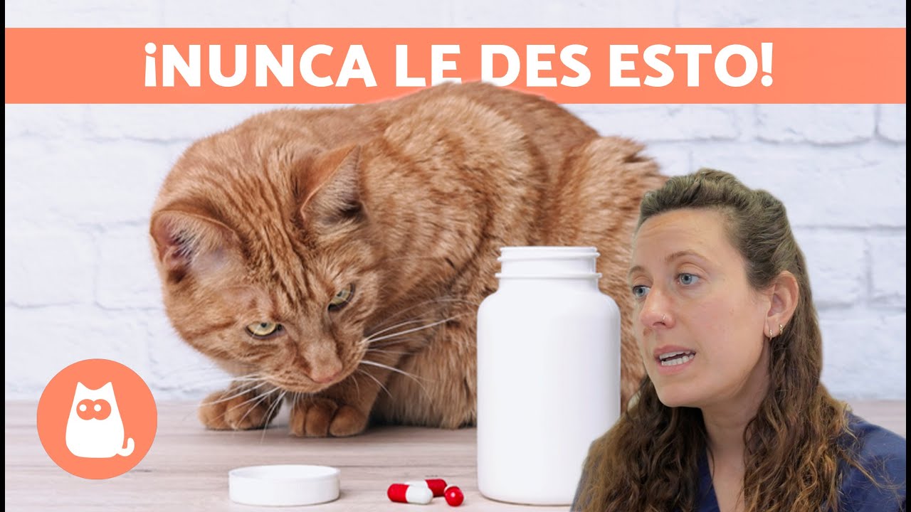 PRODUCTOS TÓXICOS para GATOS 🐱⚠️ Síntomas de un Gato Intoxicado