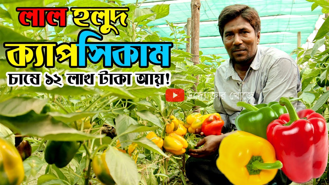 ক্যাপসিকাম চাষ পদ্ধতি | বছরে ১২ লাখ টাকা আয় করছেন মঞ্জুরুল আলম| উদ্যোক্তার খোঁজে