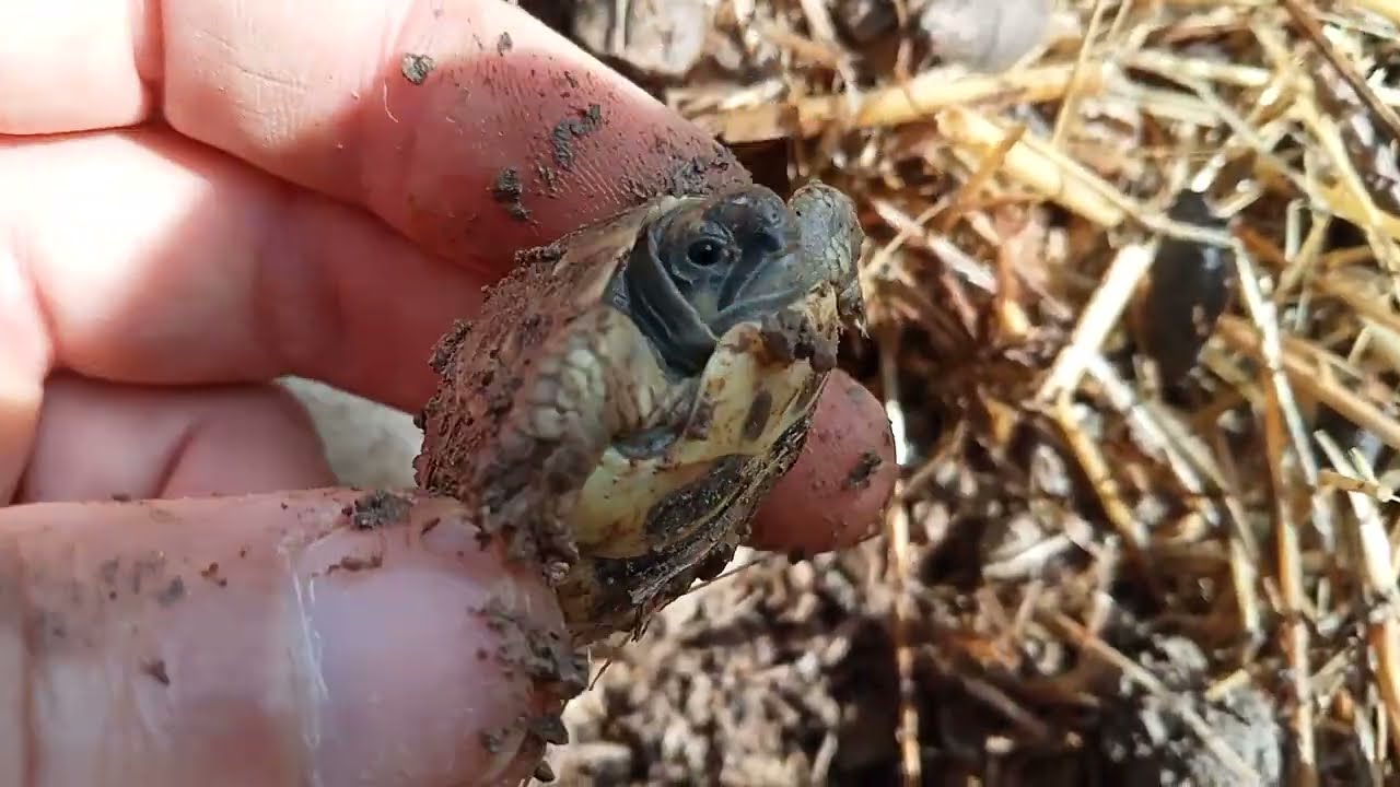 Raccolta tartarughe: il video più ricco dell'anno!🕵️👀🐣🐢🐢🐢
