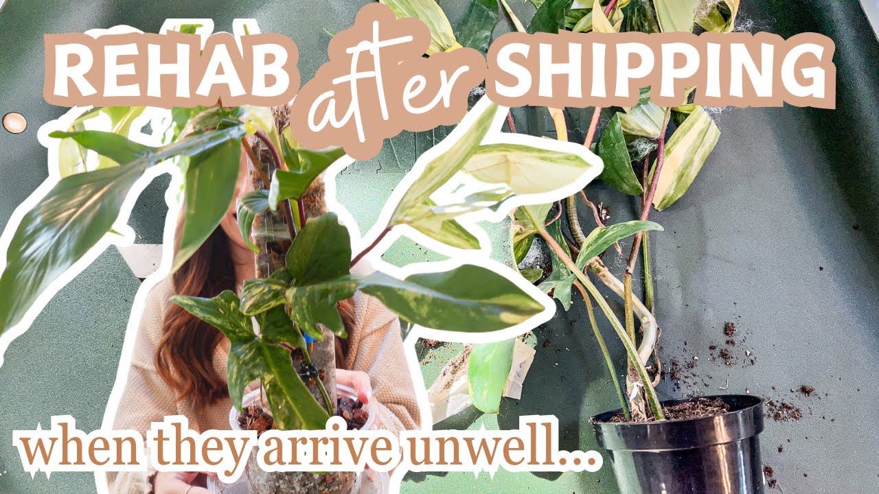 rehabing philodendron Florida beauty after shipping | + 2 week update✨