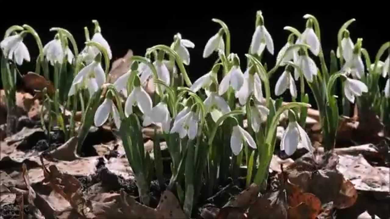 Nadziei czas - Mariusz Domaszewicz; Rytmy Natury w Dolinie Baryczy - Artur Homan