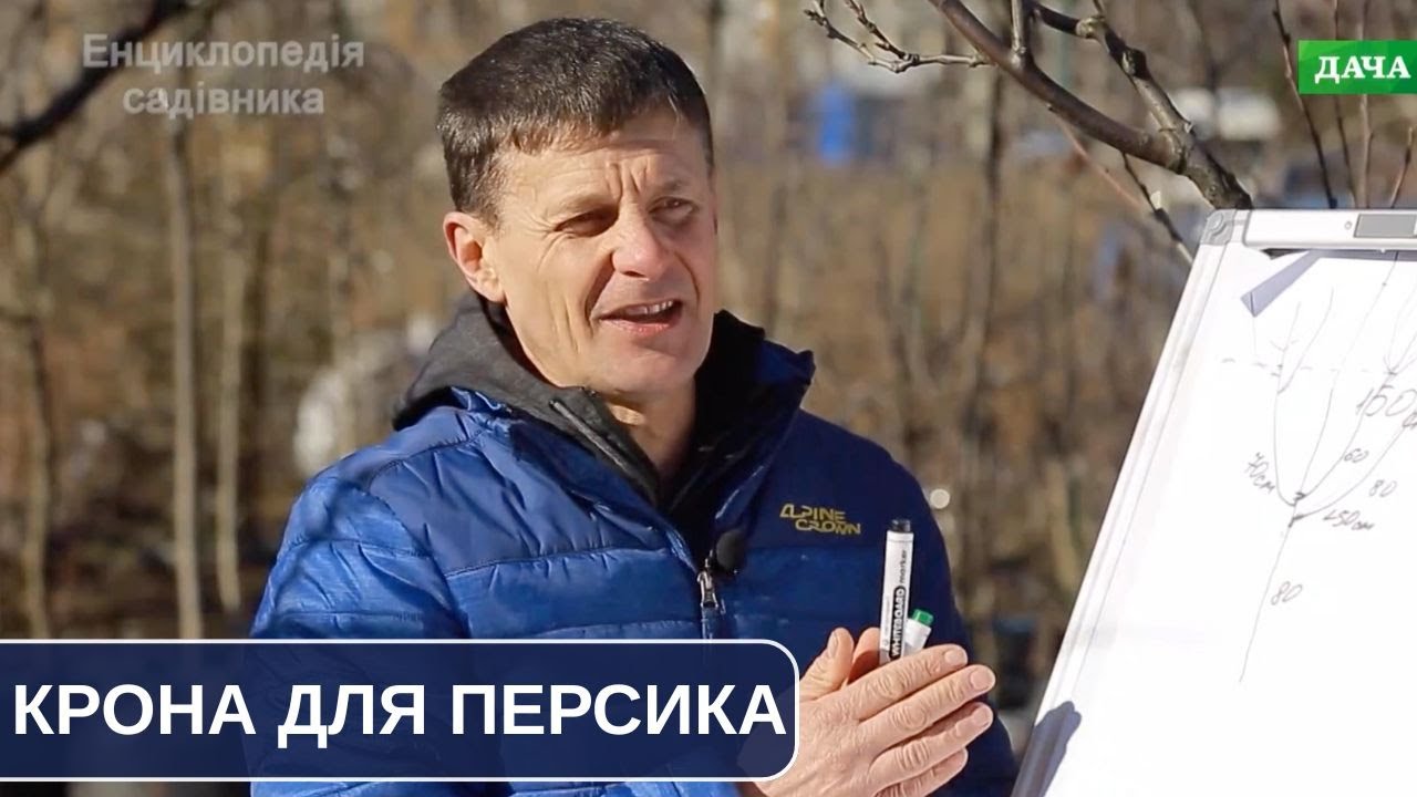 Чашеподібна крона для персика і нектарина. Як сформувати правильно