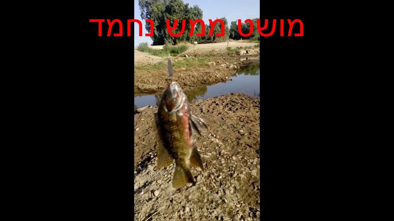 יציא לדייג בנחל הירדן ביניות ומושטים בג'ירג'ור