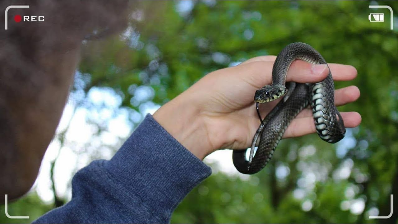 Užovka obojková / Wild Show #3