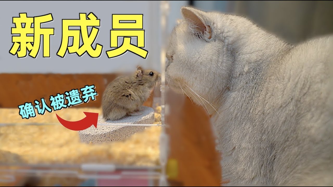 小仓鼠惊魂三日，差点被肥猫吃掉！大难不死必有后福
