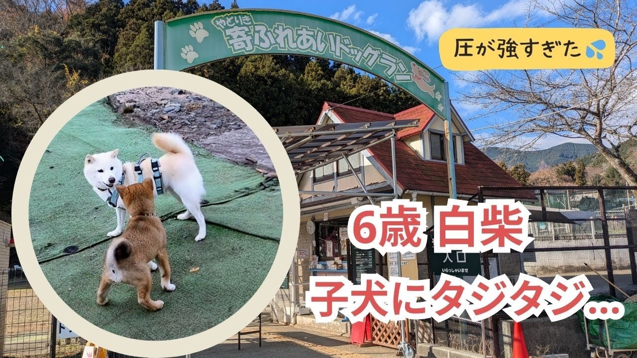 【想定外】子犬の圧が強すぎて 6歳白柴がタジタジになった日｜寄七つ星ドッグラン