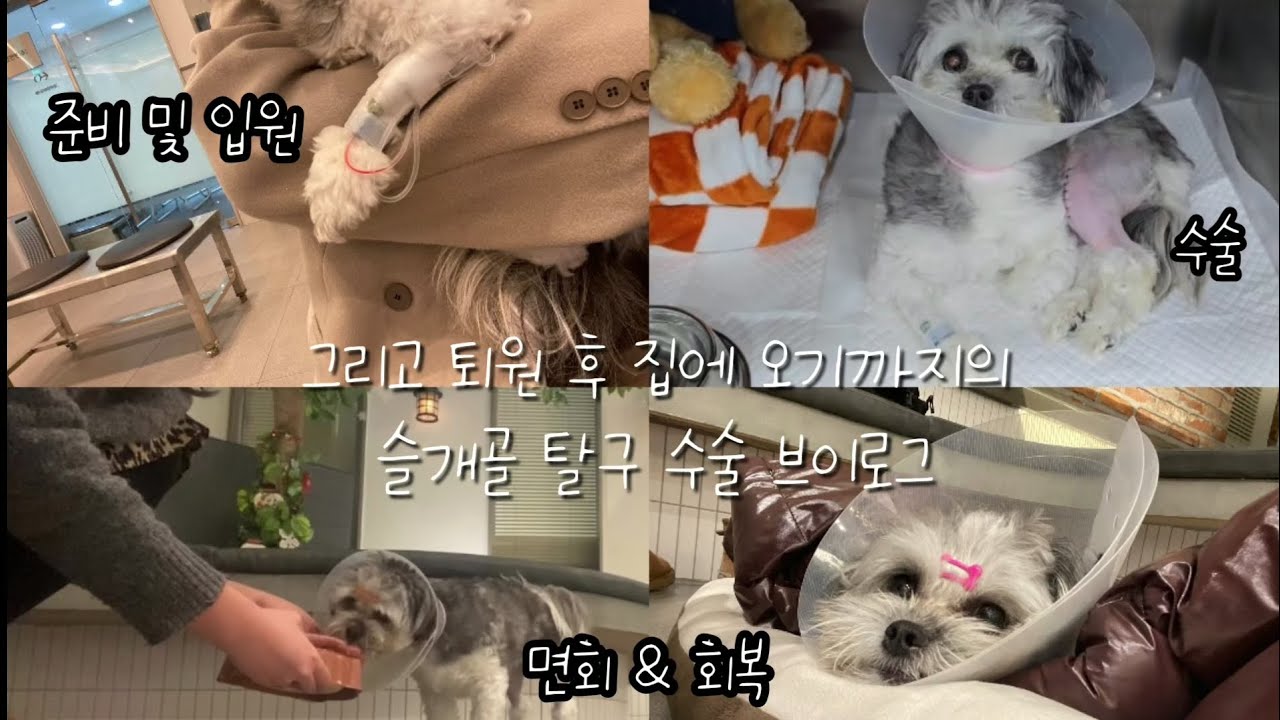강아지 슬개골탈구 수술부터 퇴원까지! | 수술 후 회복과정, 면회