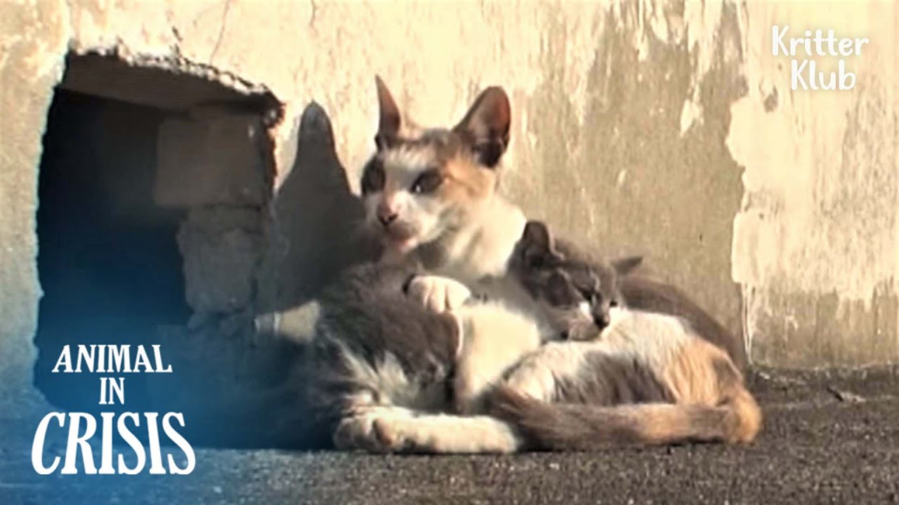 Кошка никогда не отдает ребенка-инвалида, который не может ходить по крыше | Животное в кризисе